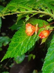 Begonia longirostris