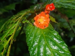 Begonia longirostris