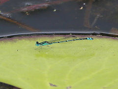 Austroagrion exclamationis