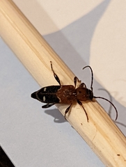 Phymatodes obliquus