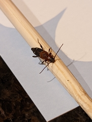 Phymatodes obliquus