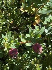 Pimelea ligustrina ciliata