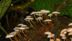 Pseudohiatula irrorata