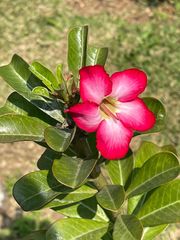 Adenium obesum