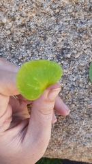 Claytonia perfoliata