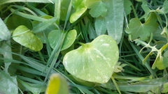 Claytonia perfoliata