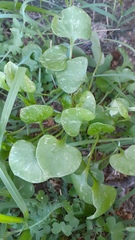 Claytonia perfoliata