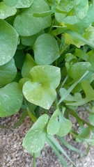 Claytonia perfoliata