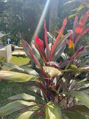 Cordyline fruticosa