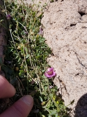 Maurandya antirrhiniflora