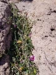 Maurandya antirrhiniflora