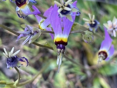 Primula clevelandii gracilis
