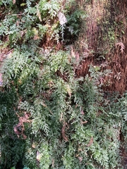 Hymenophyllum australe