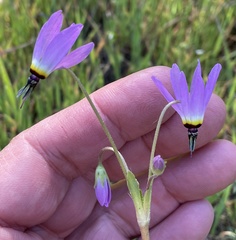 Primula clevelandii gracilis