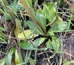 Primula clevelandii gracilis