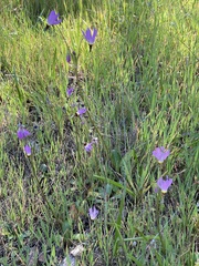 Primula clevelandii gracilis