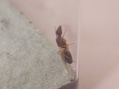 Camponotus