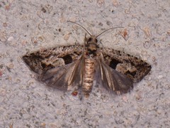 Pseudexentera hodsoni