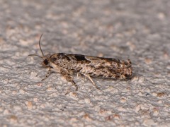 Pseudexentera hodsoni