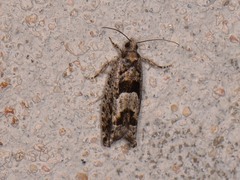 Pseudexentera hodsoni