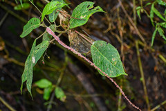 Acalypha platyphylla