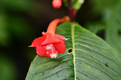 Fuchsia macrostigma