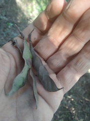 Camptosema rubicundum