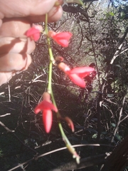 Camptosema rubicundum