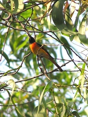 Pericrocotus cinnamomeus