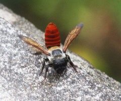 Megachile impressa