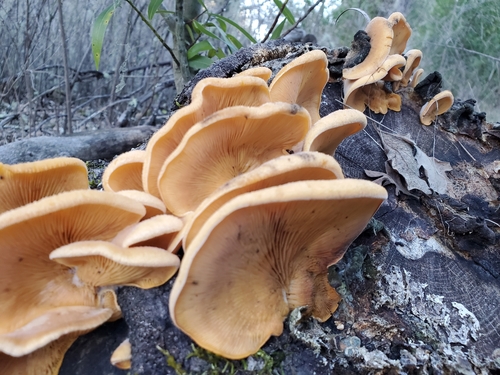 iNaturalist observation photo of Stinking Orange Oyster