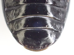 Pterostichus illustris