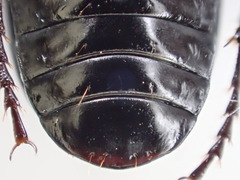 Pterostichus illustris