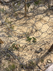 Eucalyptus cephalocarpa