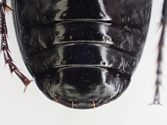 Pterostichus illustris