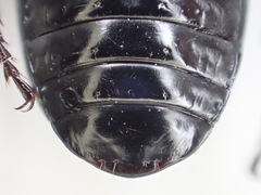 Pterostichus illustris