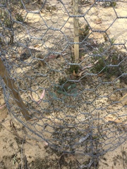 Eucalyptus cephalocarpa