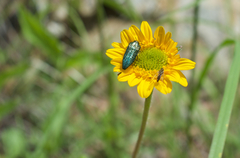 Acmaeodera resplendens