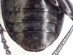 Pterostichus isabellae