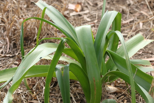 Image of Crinum flaccidum by (c) Greg Tasney, some rights reserved (CC BY-SA)