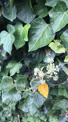 Hedera helix
