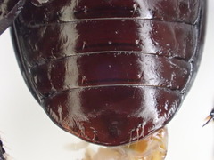 Pterostichus isabellae