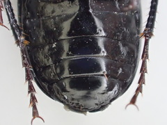 Pterostichus illustris