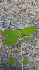 Hesperocnide tenella