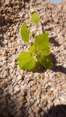 Hesperocnide tenella