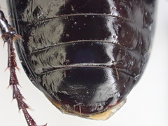 Pterostichus illustris