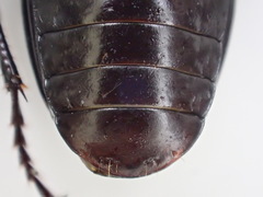 Pterostichus isabellae