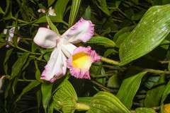 Sobralia ecuadorana
