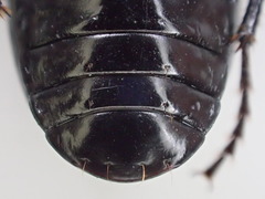 Pterostichus illustris