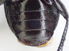 Pterostichus isabellae